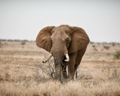 beautiful-shot-african-elephant-savanna-field-800×534-1