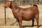 Kalahari Red goats for sale