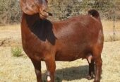 Kalahari Red goats for sale