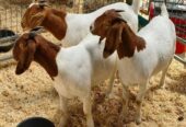 PURE BREED BOER GOATS FOR SALE, WHATSAPP: +27738360824.