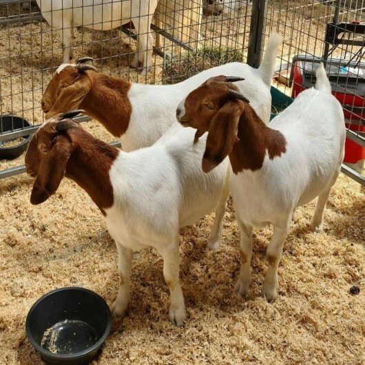 PURE BREED BOER GOATS FOR SALE, WHATSAPP: +27738360824.