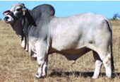 Cows and dairy cow for sale, WHATSAPP: +27738360824.