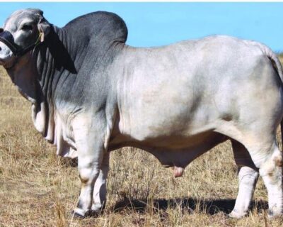 Brahman-Bull