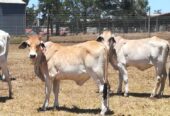 Cows and dairy cow for sale, WHATSAPP: +27738360824.