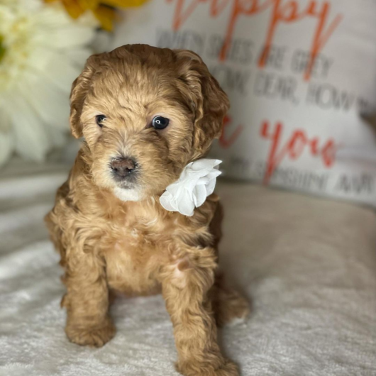 Healthy cavapoo puppies for sale