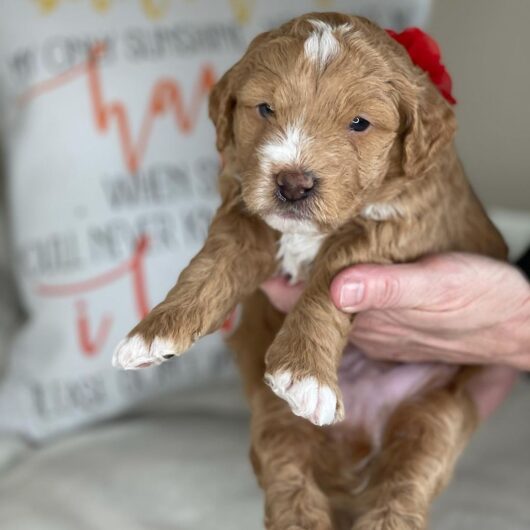 Potty trained cavapoo puppies for sale