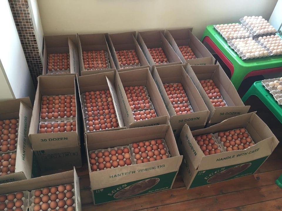 Fresh Eggs for sale for affordable wholesale prices. Whats-app +27738360824