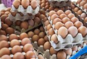 Fresh Eggs for sale for affordable wholesale prices.