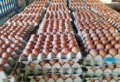 We have in bulk fresh table white and brown eggs for sale.