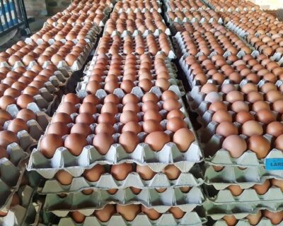Eggs-8943-2