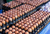 Fresh Eggs for sale for affordable wholesale prices.