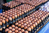 Healthy fresh poultry eggs for sale WhatsApp number: +27839731047.