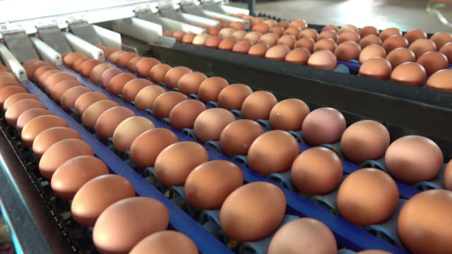 Healthy Eggs for sale WhatsApp number: +27839731047.
