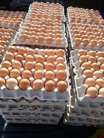 Wholesale price chicken table eggs brown and white supplier.