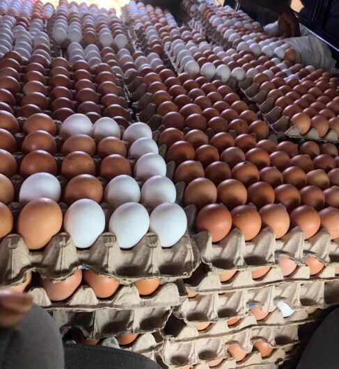 Quality table eggs for sale.