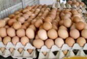 Excellent cheap fresh farm brown/white table eggs for sale.