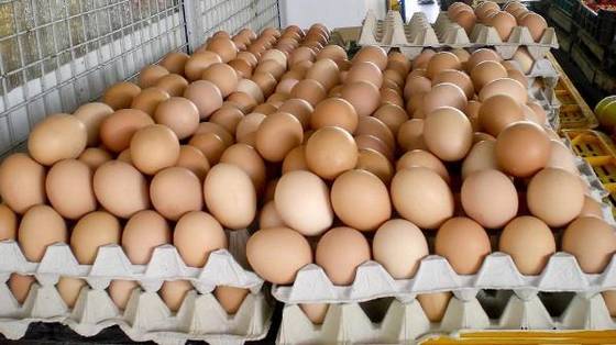Excellent cheap fresh farm brown/white table eggs for sale.