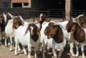 PURE BREED BOER GOATS FOR SALE, WHATSAPP: +27738360824.