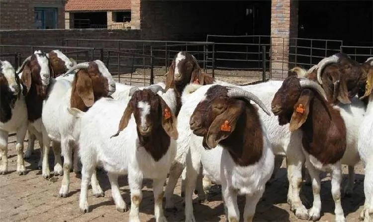 PURE BREED BOER GOATS FOR SALE, WHATSAPP: +27738360824.