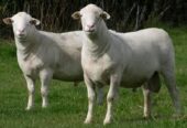Goats and sheep for sale