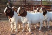 PURE BREED BOER GOATS FOR SALE, WHATSAPP: +27738360824.