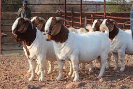 PURE BREED BOER GOATS FOR SALE, WHATSAPP: +27738360824.