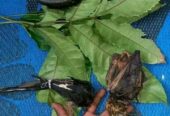 The Best Powerful spiritual herbalist in Ogun State Nigeria+2349032022651