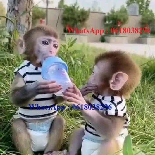 Trained and good quality capuchin monkey for a loving home for adoption