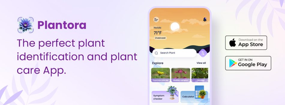 All About The Free Plant Care App With Best Plant Identification Technology