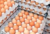 Table chicken eggs (fresh farm white and brown eggs) for sale. WhatsApp +27839731047.