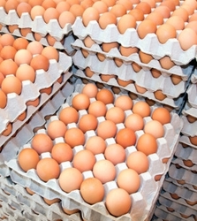 Table chicken eggs (fresh farm white and brown eggs) for sale. WhatsApp +27839731047.