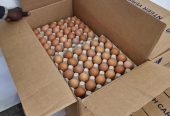 Fresh brown chicken eggs / South African chicken eggs / Fresh brown eggs. WhatsApp +27839731047.