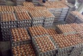 Table chicken eggs (fresh farm white and brown eggs) for sale. WhatsApp +27839731047.