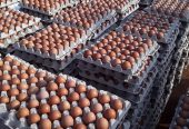 Fresh brown chicken eggs / South African chicken eggs / Fresh brown eggs. WhatsApp +27839731047.