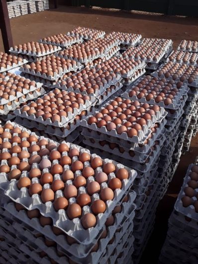 Fresh brown chicken eggs / South African chicken eggs / Fresh brown eggs. WhatsApp +27839731047.