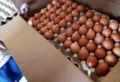 Organic-Fresh-Chicken-Table-Eggs- for sale. WhatsApp +27839731047.