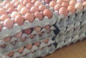 We sell fresh chicken eggs both brown and white color. WhatsApp +27839731047.