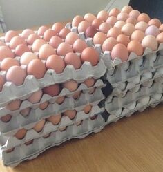 We sell fresh chicken eggs both brown and white color. WhatsApp +27839731047.