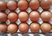 Fresh chicken eggs for sale. WhatsApp +27839731047.