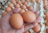 Fresh chicken eggs for sale. WhatsApp +27839731047.