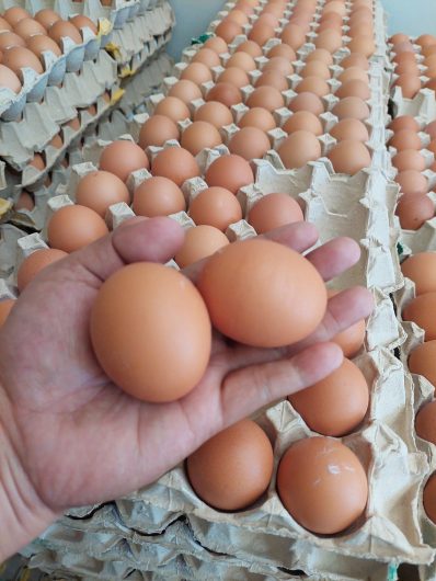 Fresh chicken eggs for sale. WhatsApp +27839731047.