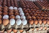 Fresh chicken eggs for sale. WhatsApp +27839731047.