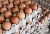 White and Brown Chicken Eggs, Fresh Table Eggs/Farm Fresh Chicken Eggs. WhatsApp +27839731047.