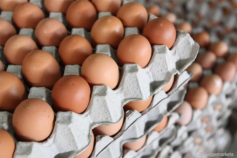 White and Brown Chicken Eggs, Fresh Table Eggs/Farm Fresh Chicken Eggs. WhatsApp +27839731047.