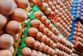 White and Brown Chicken Eggs, Fresh Table Eggs/Farm Fresh Chicken Eggs. WhatsApp +27839731047.