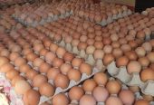 White and Brown Chicken Eggs, Fresh Table Eggs/Farm Fresh Chicken Eggs. WhatsApp +27839731047.