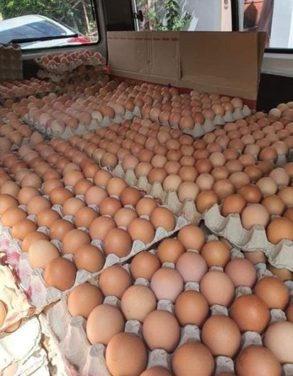 White and Brown Chicken Eggs, Fresh Table Eggs/Farm Fresh Chicken Eggs. WhatsApp +27839731047.