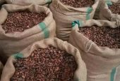 Raw Cacao / Cocoa Beans products for sale