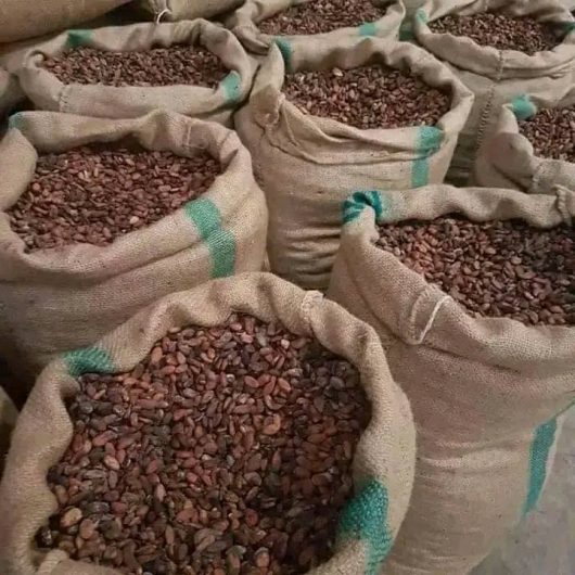 Raw Cacao / Cocoa Beans products for sale