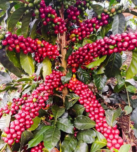 Ugandan Green Coffee Beans from Africa for sale | Uganda Coffee Fresh Roasted Top Grade Arabica Coffee Beans +27631501216